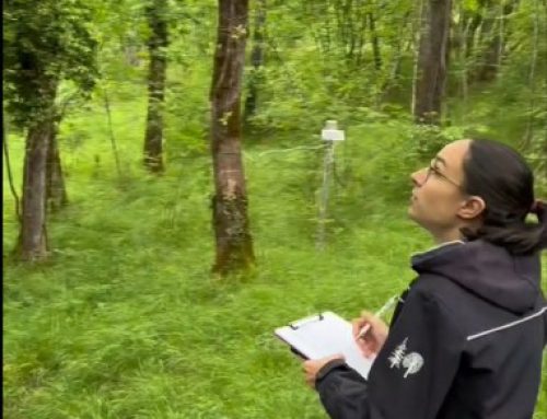 Vegetacija na Krasu je v polnem razcvetu / Vegetacija u Krasu je u punom cvatu