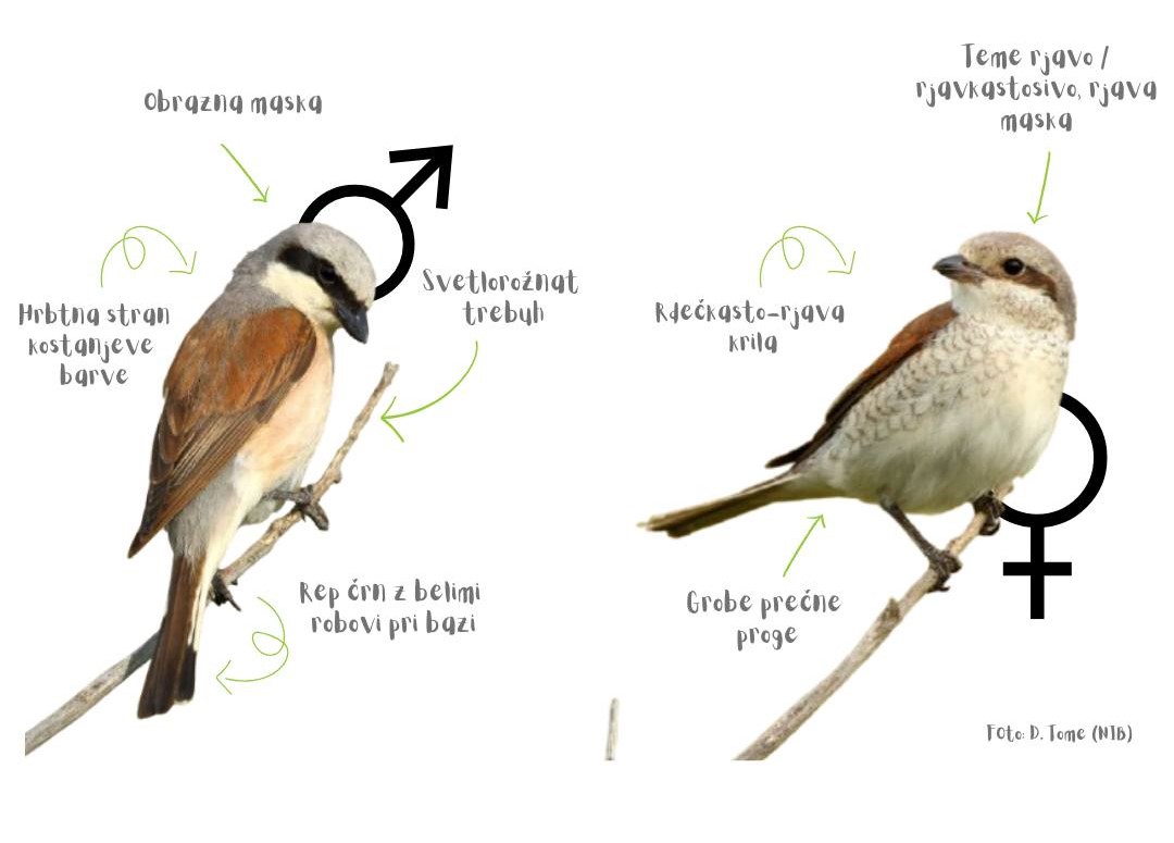 Rusi svračak_SLO