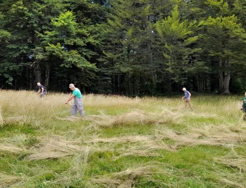 Radionica tradicionalne košnje – u Nacionalnom parku Risnjak kosilo se kao nekada, ručnom kosom / Delavnica tradicionalne košnje – v Nacionalnem parku Risnjak so kosili kot nekoč, z ročno koso