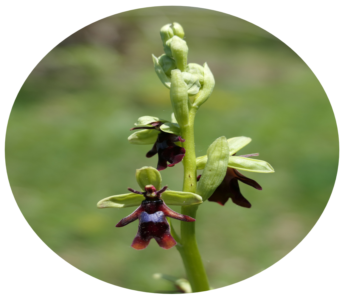 Ophrys insectifera_EJ