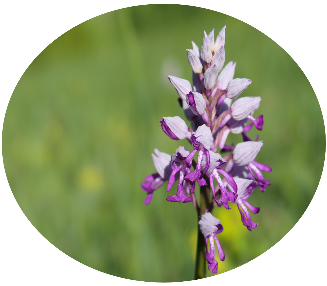 Orchis militaris_EJ