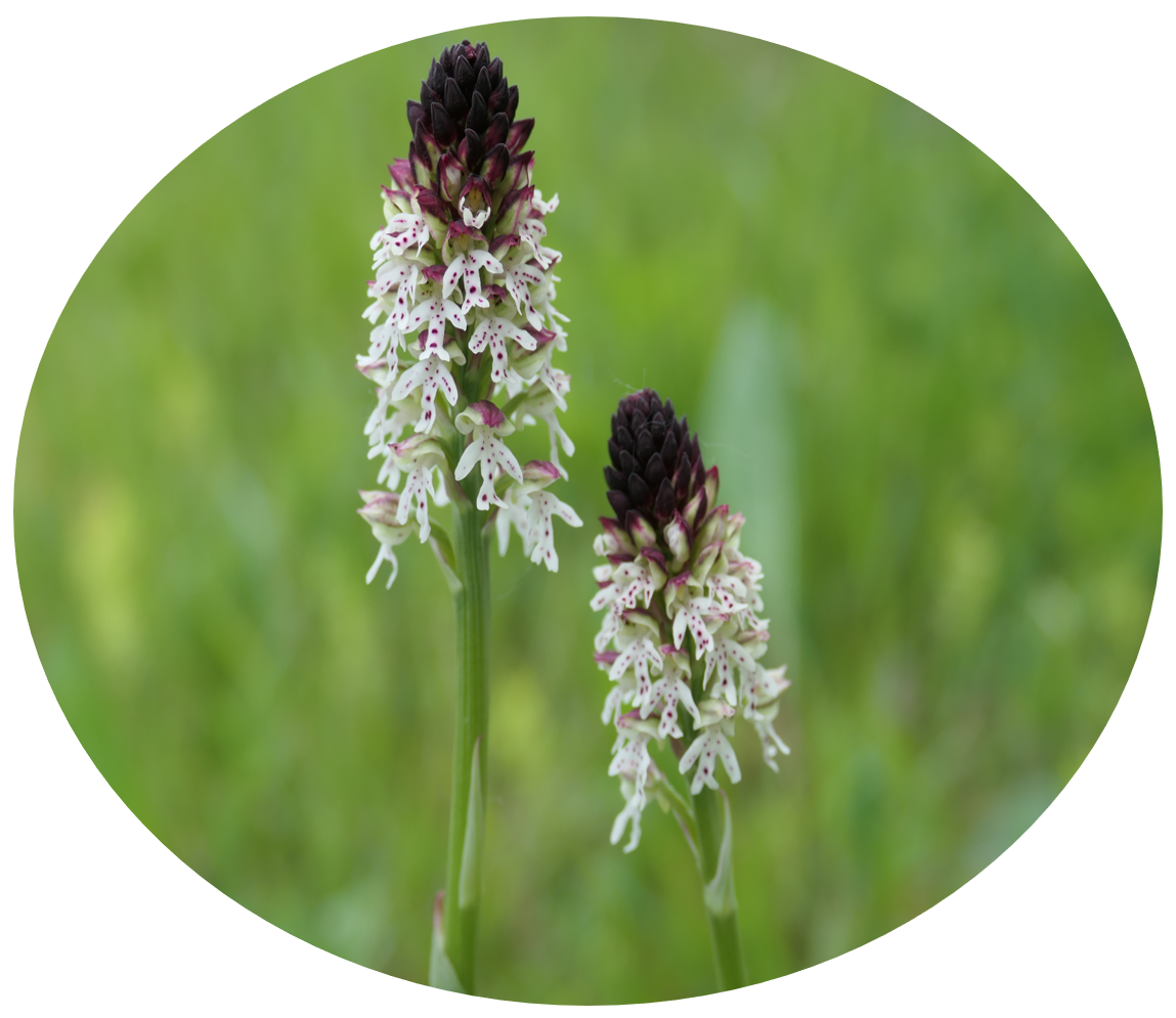 Orchis ustulata_EJ