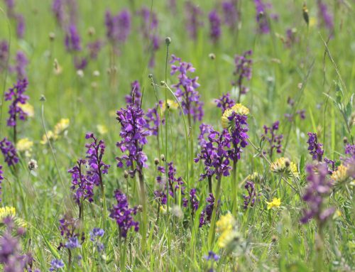 Spoznajte rastlinsko družino – kukavičevke (Orchidaceae) / Upoznajte biljnu porodicu – kaćune (Orchidaceae)