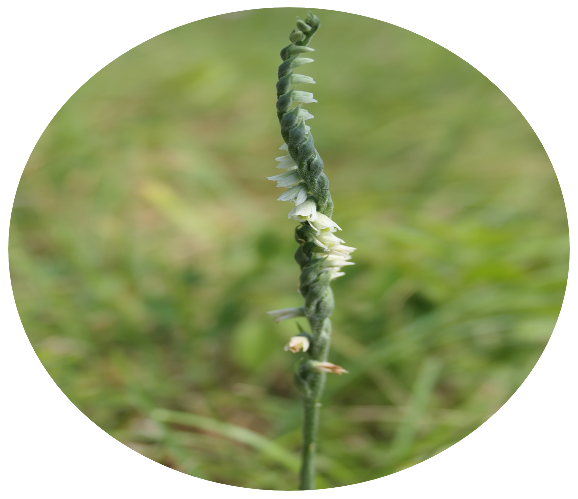 Spiranthes spiralis_EJ