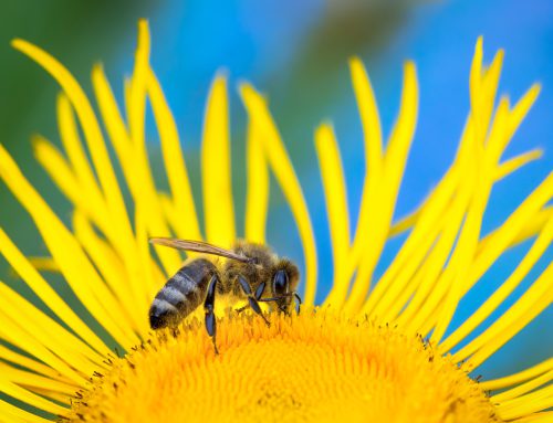 Upoznaj svijet održivog pčelarenja s projektom BEE(A)WARE / Spoznaj svet trajnostnega čebelarjenja z projektom BEE(A)WARE