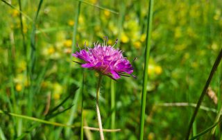 Suhi travnjaci_AB (19)