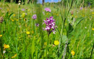 Suhi travnjaci_AB (42)