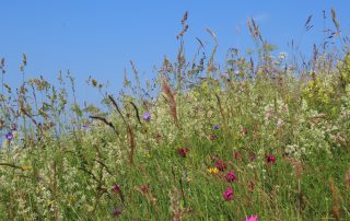 Travnik_Vetrnik_Evelina Sušnik