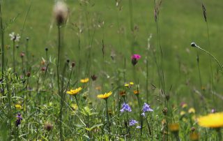 dry meadow_Vetrnik_Photo_Ema Jevšnik (2)