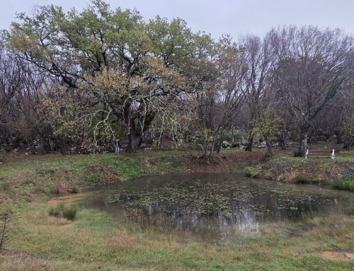 FoRESisT na terenu: med hrasti, kostanji in morjem / FoRESisT na terenu: među hrastovima, kestenima i morem