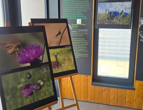 [Posjetiteljski centar Sošice] Potujoča CarEx foto razstava / Putujuća CarEx foto izložba
