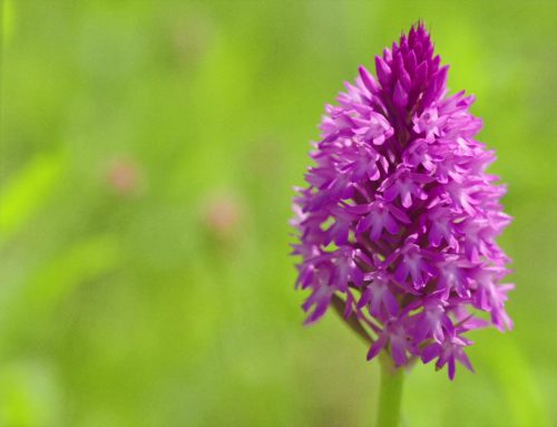 [NAPOVED / NAJAVA FILMA] Bogatstvo travnikov, ki ga ne merimo s denarjem / Neprocjenjivo prirodno bogatstvo travnjaka