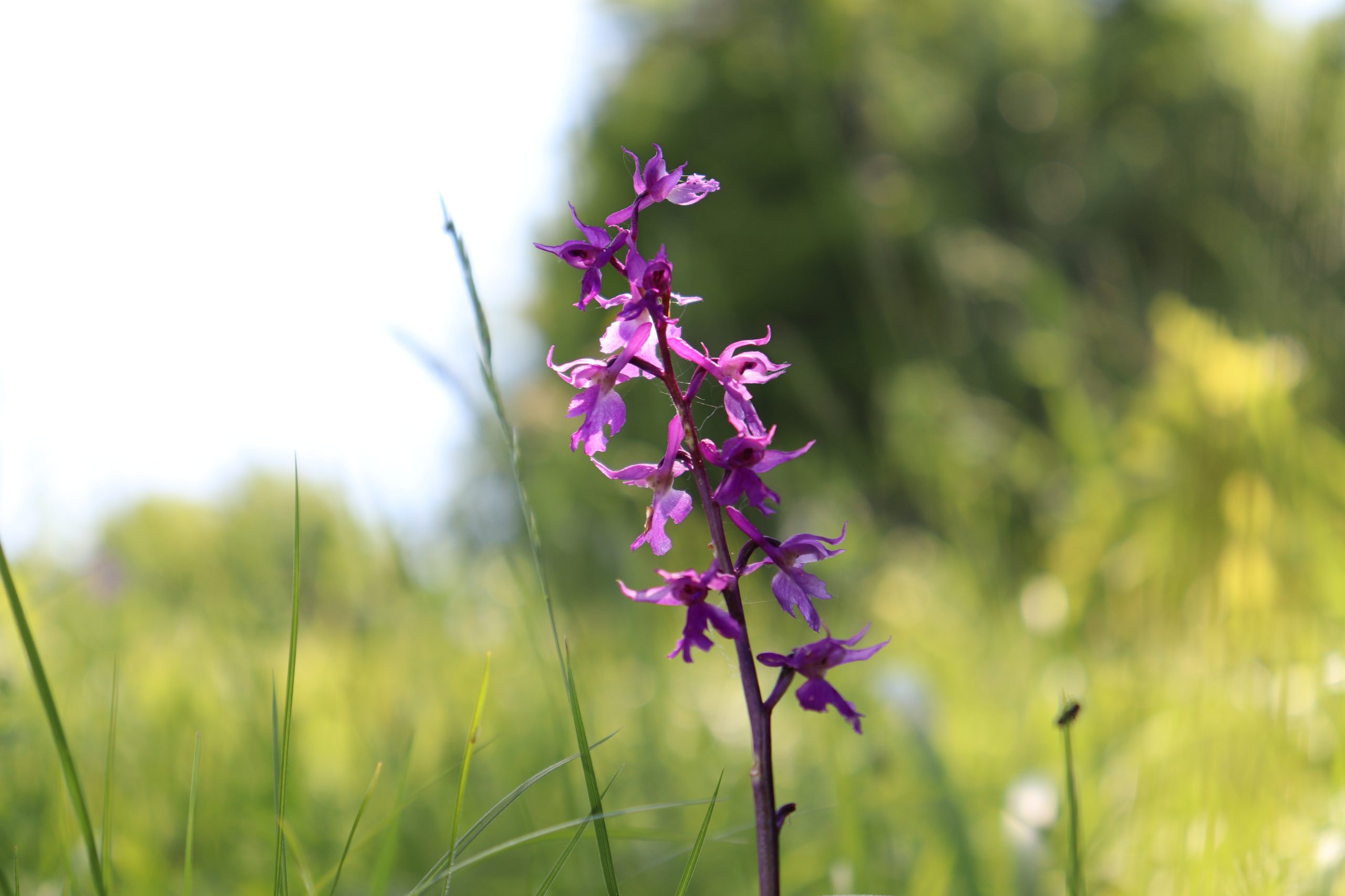 Orchis mascula_Ema Jevšnik (2)