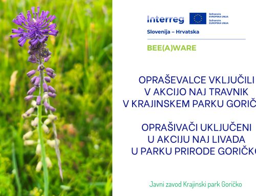 Opraševalce vključili v akcijo NAJ travnik v Krajinskem parku Goričko / Oprašivači uključeni u akciju NAJ livada u Parku prirode Goričko