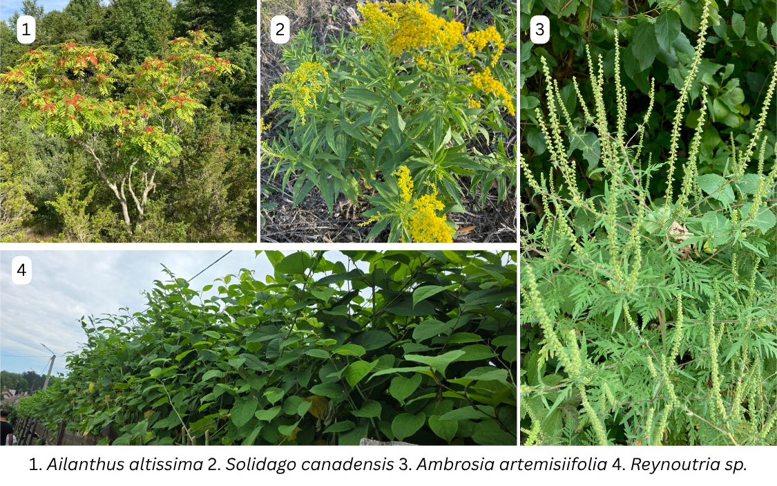 Kolaž IAS biljaka 1. Ailanthus altissima 2. Solidago canadensis 3. Ambrosia artemisiifolia 4. Reynoutria sp.