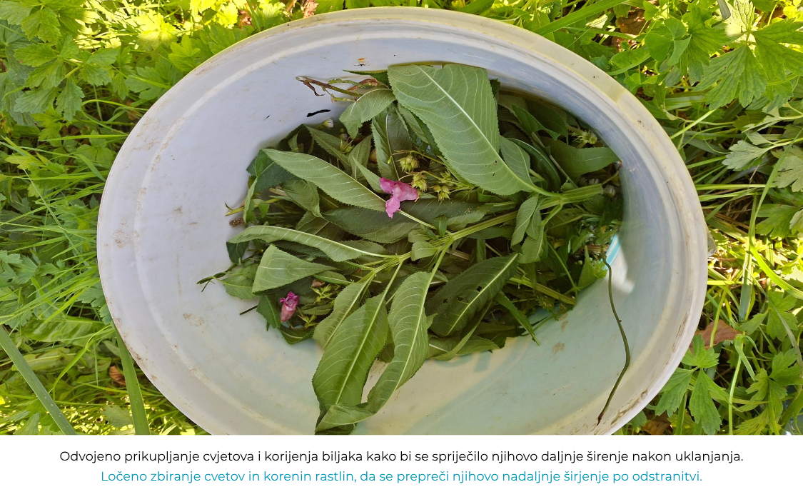 Fotografija odvojeno prikupljenih dijelova IAS biljaka