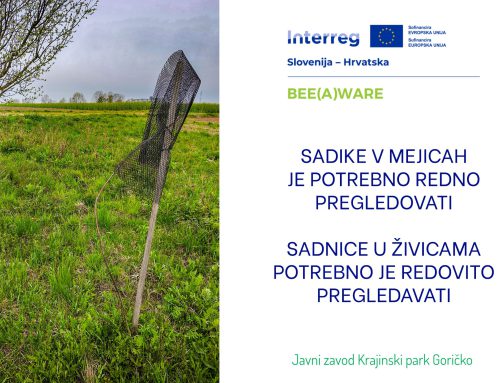 Sadike v mejicah je potrebno redno pregledovati / Sadnice u živicama potrebno je redovito pregledavati
