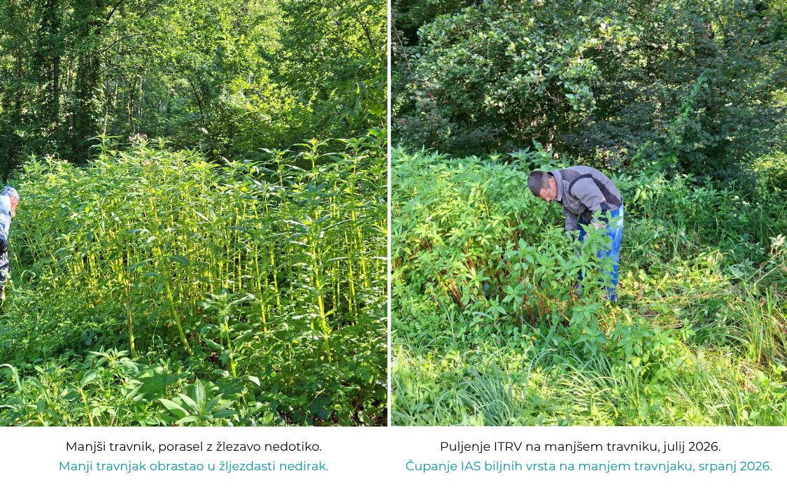 Kolaž fotografija livade prije i tijekon aktivnosti uklanjanja IAS biljnih vrsta